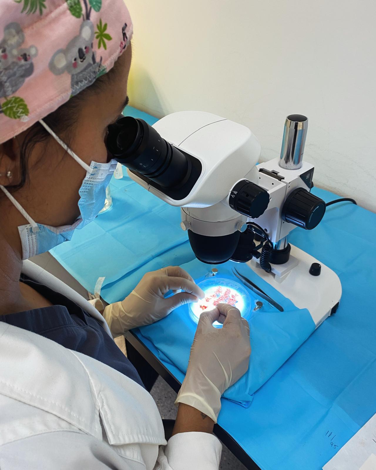 Análisis de folículos pilosos con microscopio para garantizar la máxima precisión en el injerto capilar.
